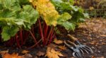 Rhubarbe au jardin : cette erreur que tout le monde fait en octobre épuise vos plants et ruine vos récoltes
