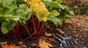 Rhubarbe au jardin : cette erreur que tout le monde fait en octobre épuise vos plants et ruine vos récoltes