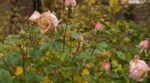 Rosiers : faut-il couper ces derniers boutons avant l’automne ? Cette règle évite une erreur qui les épuise
