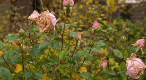 Rosiers : faut-il couper ces derniers boutons avant l'automne ? Cette règle évite une erreur qui les épuise