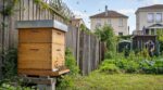 Ruche au fond du jardin : cette règle oubliée peut vous coûter très cher quand le voisin file chez le maire