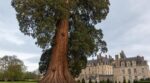 Séquoia géant du château de Gromesnil : ce colosse normand vient de décrocher le label officiel d'arbre remarquable ce 3 avril