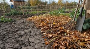 Sol argileux dur comme du béton : ce geste gratuit avant l'hiver peut métamorphoser votre potager au printemps