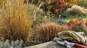 Taille d'automne : cette vivace qu'on coupe chaque année ne le supporte pas et disparaît de vos massifs pendant longtemps