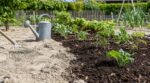 Terre sablonneuse : ses défauts cachent un atout que vous sous-estimez, voici les gestes à changer vite