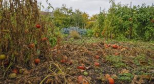 Tomates : cette erreur d'octobre que font tous les jardiniers prépare en silence le mildiou de juin