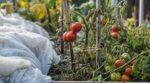 Tomates fin septembre : ce geste radical sur le feuillage que les anciens faisaient pour éviter de tout perdre