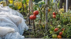 Tomates fin septembre : ce geste radical sur le feuillage que les anciens faisaient pour éviter de tout perdre