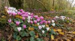 Tout le monde craque pour les gros cyclamens en jardinerie : les pépiniéristes n'installent pourtant qu'une variété discrète en octobre