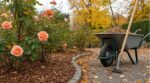 Tout le monde étale les copeaux du broyeur sous les rosiers en automne : les paysagistes, eux, ne les utilisent jamais tels quels