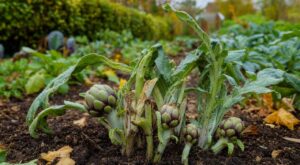 Tout le monde garde les plus gros œilletons d'artichaut en octobre : les maraîchers, eux, vont chercher leurs rejets à un tout autre endroit