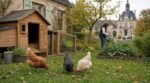 Trois poules au jardin : cette formalité en mairie que tant zappent les expose à la grippe aviaire