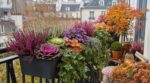Voici la combinaison de plantes d’automne qui garde votre balcon fleuri jusqu’aux gelées (et l’erreur à éviter)