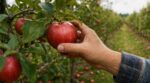 Voici le test de 2 secondes des arboriculteurs pour cueillir vos pommes sans ruiner l&rsquo;arbre ni la prochaine récolte