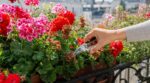 Vos géraniums font grève ? Cette erreur d'entretien bloque la refloraison, ce geste simple change tout