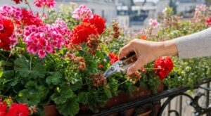 Vos géraniums font grève ? Cette erreur d'entretien bloque la refloraison, ce geste simple change tout