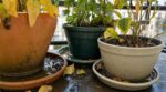 Vos plantes en pot jaunes début octobre : ce réflexe avec la lumière aggrave tout, le geste à faire est ailleurs