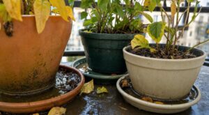 Vos plantes en pot jaunes début octobre : ce réflexe avec la lumière aggrave tout, le geste à faire est ailleurs